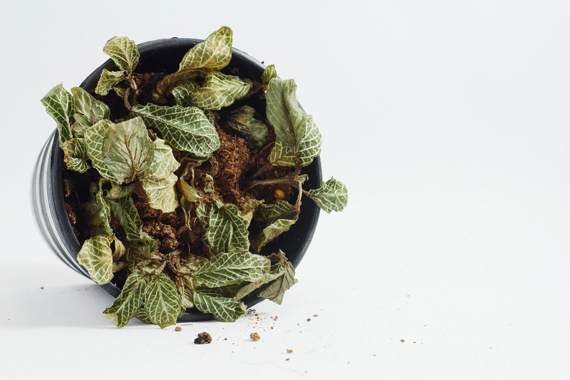 hedge trimming garden